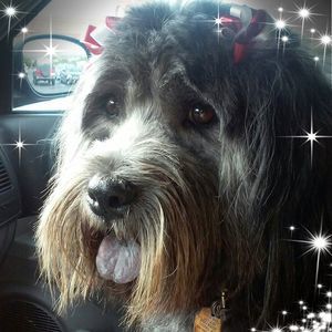 Meet your Posher, Donna